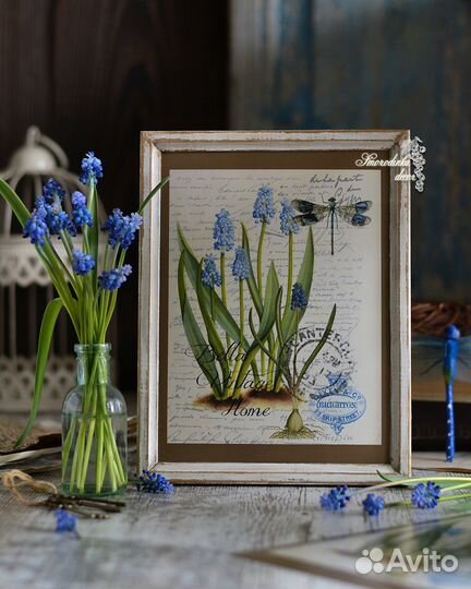 Иллюстрация ботаническая Мускари