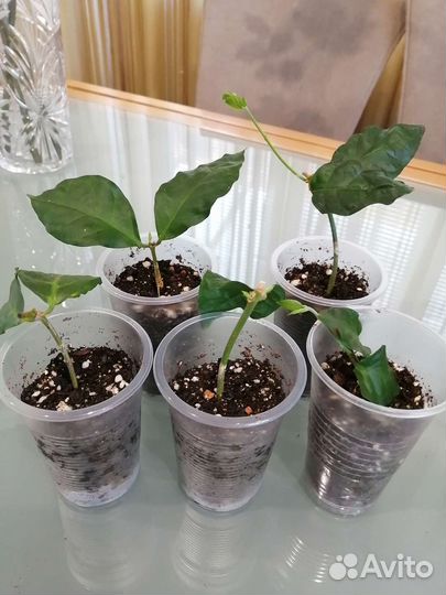 Фикусы, жасмин, гардения, крассула, монстера