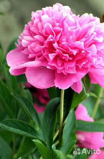 Пионы розовые, бледно-розовые, красные, фуксия