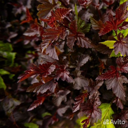 Пузыреплодник краснолистный