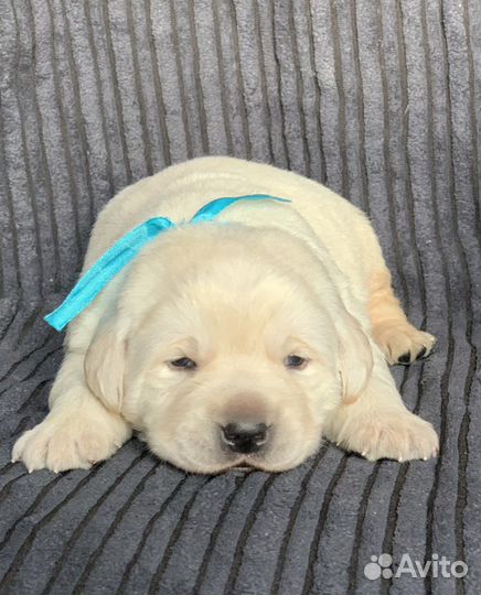 Щенки лабрадора