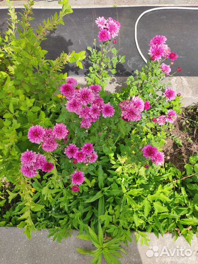 Хризантема кустовая