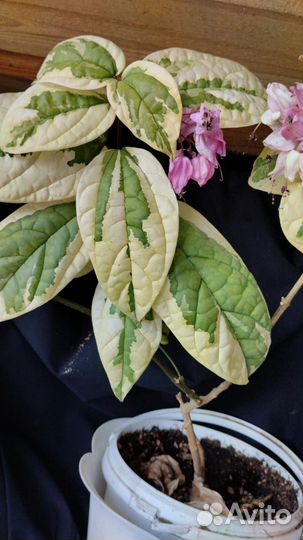 Клеродендрум Томпсона