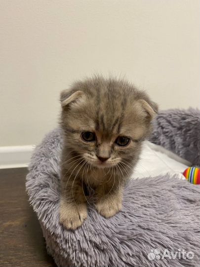 Шотландская вислоухая кошка