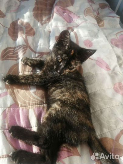 Отдам в добрые руки котенка девочку 1.5 месяца