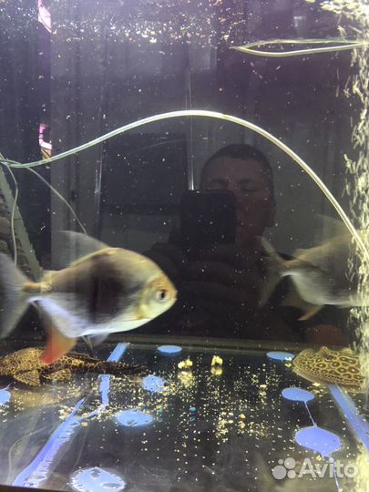 Lamax, (Ламакс ) мелеусы,метинисы