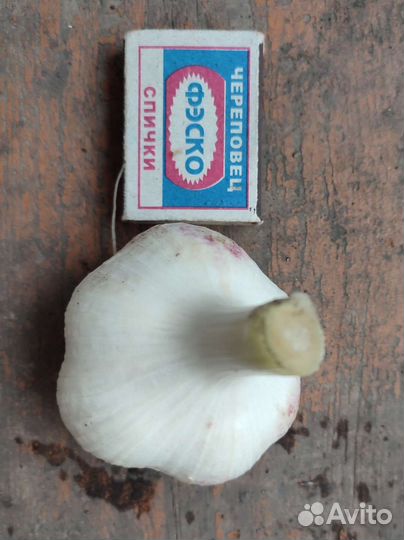 Чеснок на посадку