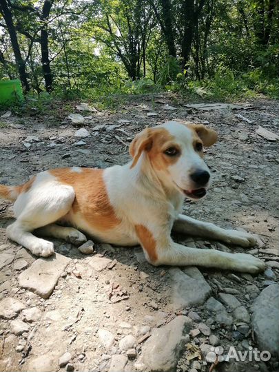 Собака щенки в лесу срочное пристройство