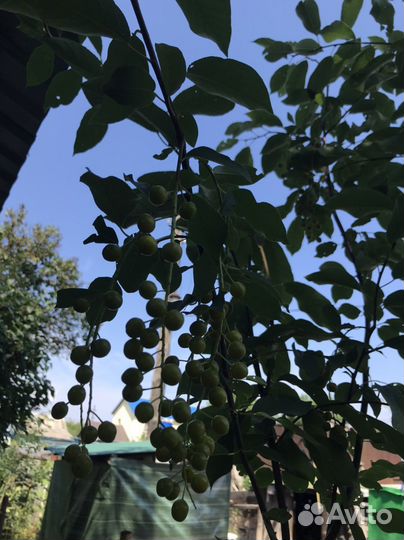 Кизил, фундук,черёмуха, ирга