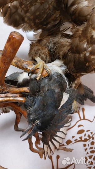 Чучело хищной птицы имитация