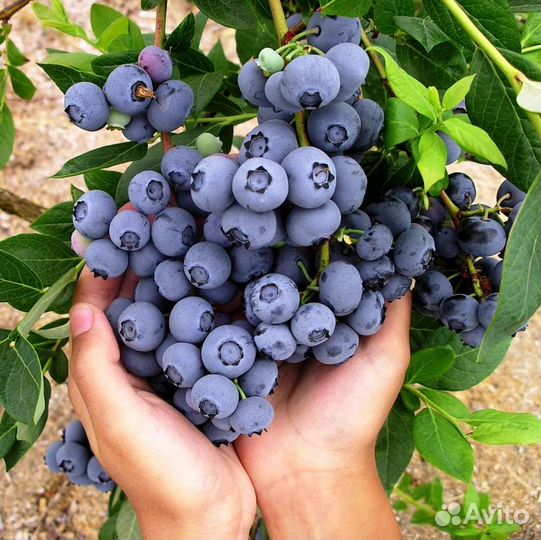 Голубика 2х-летние саженцы