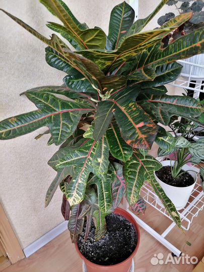 Кодиеум кротон