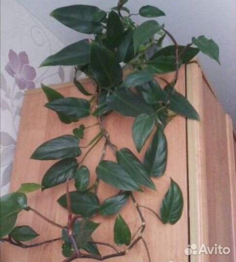 Филодендрон лиана