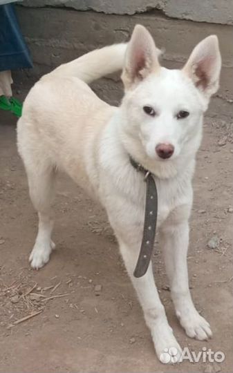 Собака в добрые руки отдам бесплатно