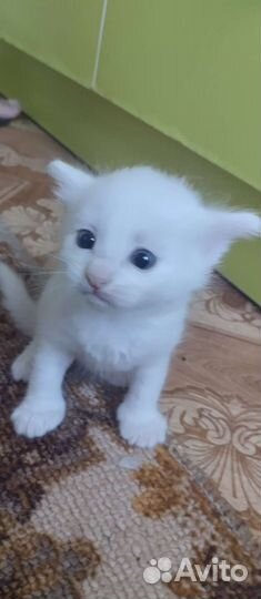 Ангорские котята