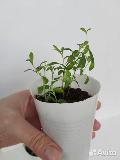 Лаванда узколистная рассада