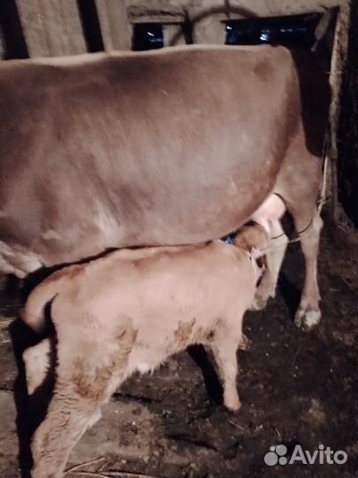 Корова дойная с теленком бычок,корова швиц