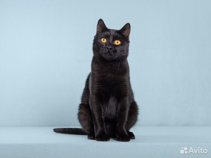 Чёрный красавец кот Гонзалес