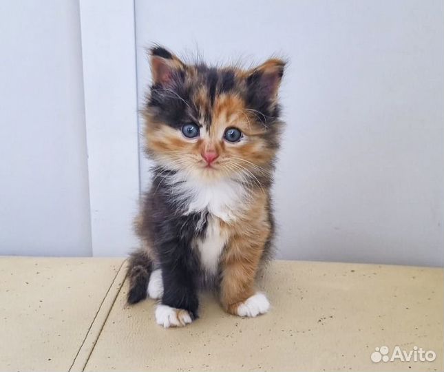 Мэрси - пушистая котенок-девочка, трехцветка в дар