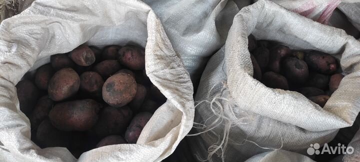 Продам картофель