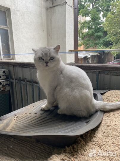 Кот в добрые руки