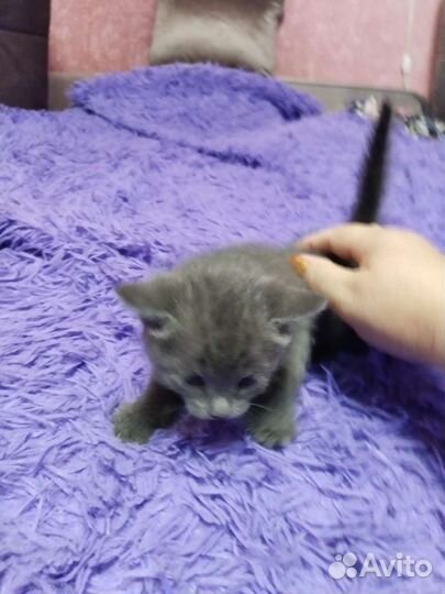 Обыкновенные котята не породистые