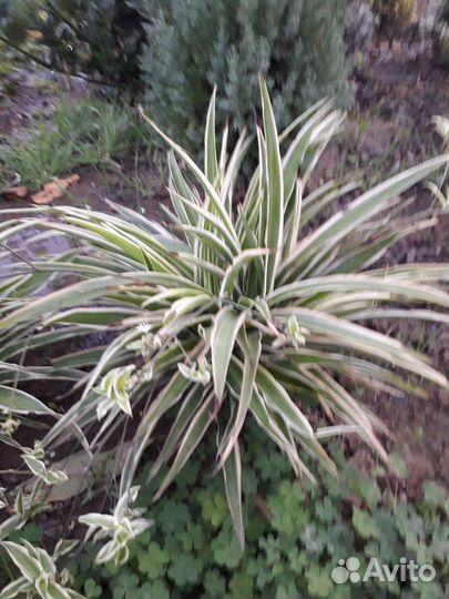 Хлорофитум