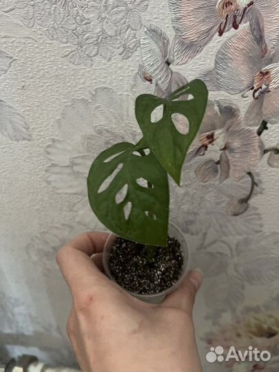 Монстера манки маск