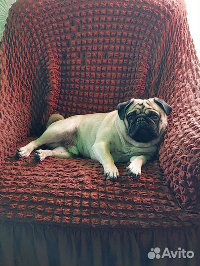 Мопс вязка мальчик