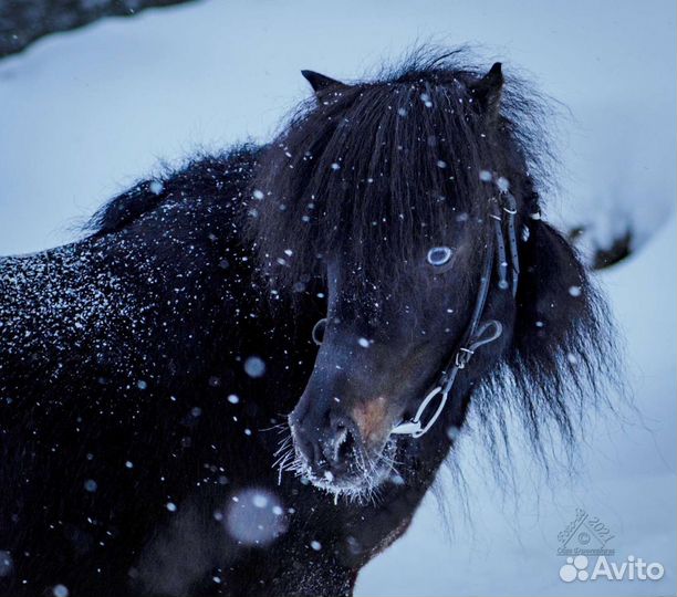 Верховая езда/аренда лошади