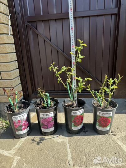 Розы флорибунда, спрей, чайно-гибридные