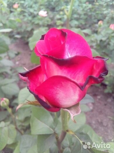 Кусты роз оптом