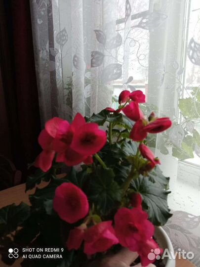 Комнатные цветы