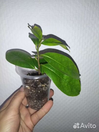 Экзотические комнатные растения