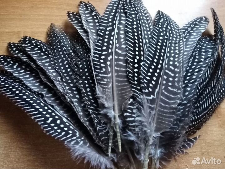 Перо цесарки