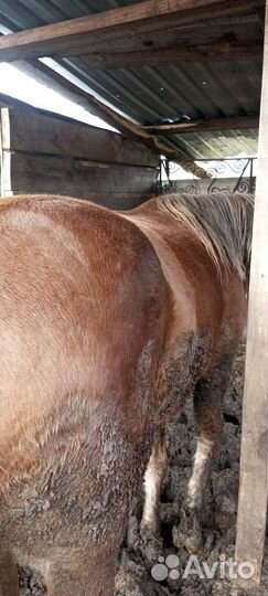 Мясо конина