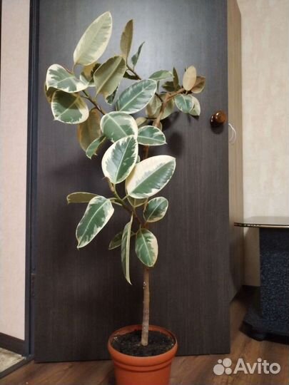 Фикус каучуконосный большой