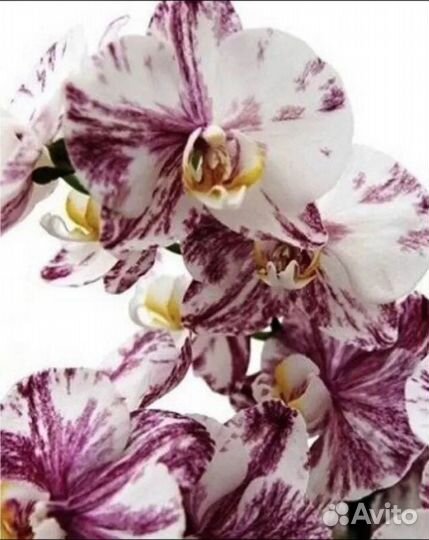 Орхидея фаленопсис Qwirkle