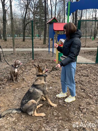 Дрессировка собак, кинолог