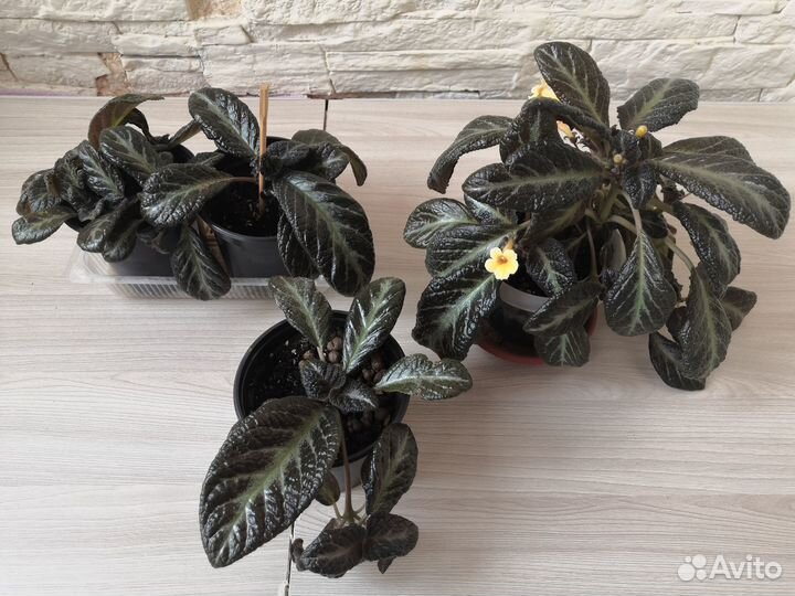 Цветы комнатные растения