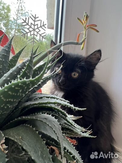 Котик в поисках дома