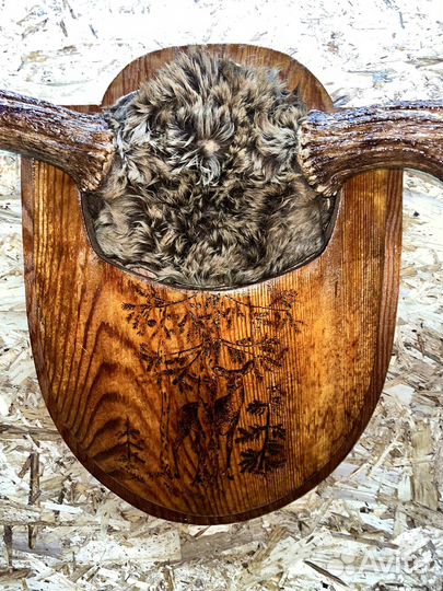 Продам рога лося