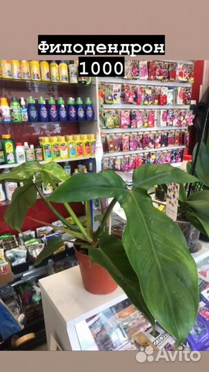 Комнатные растения