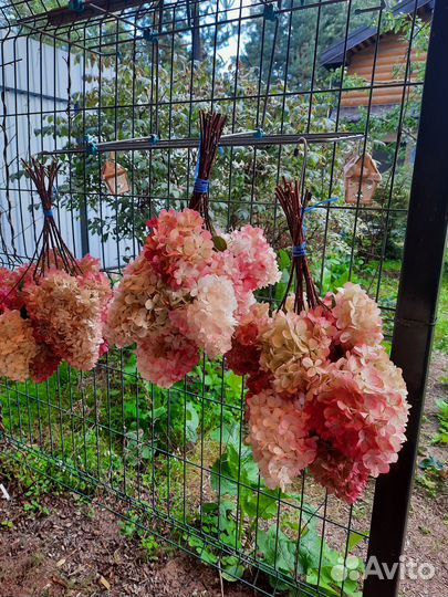 Гортензии в букетах. Сухие букеты на зиму