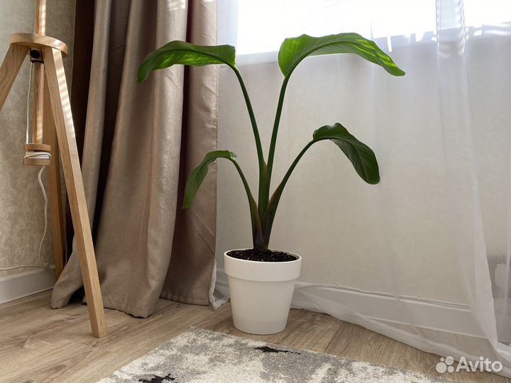 Стрелиция николая