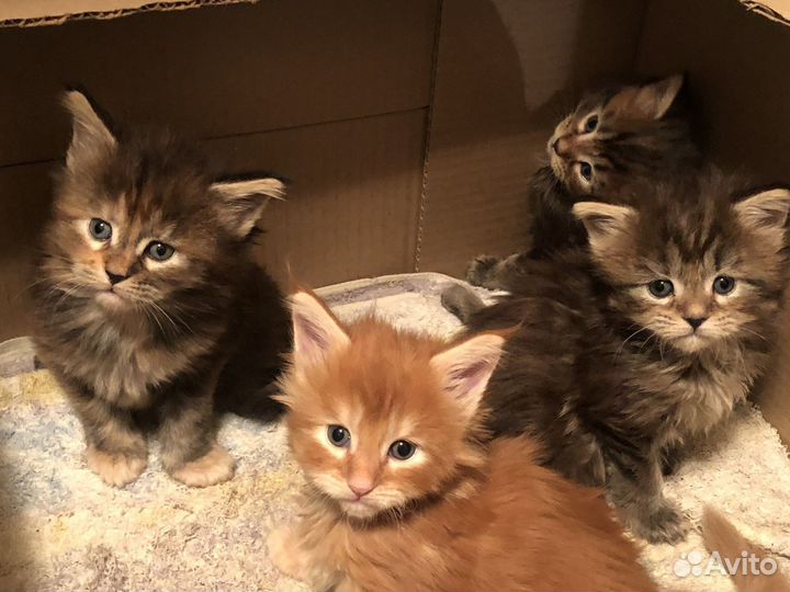 Мейн-кун котята