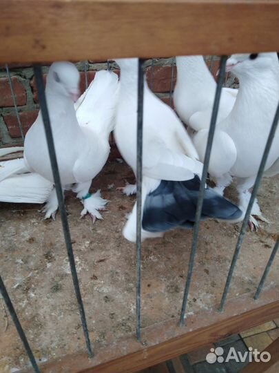 Голуби широкохвостые