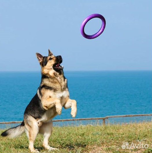 Вязка с кобелём вео