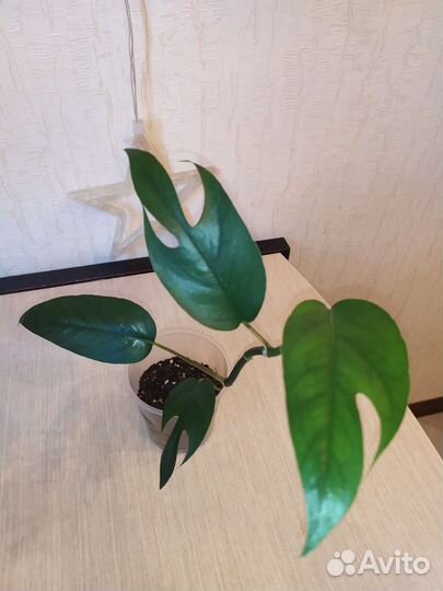 Спайдермен монстера амидриум медиум