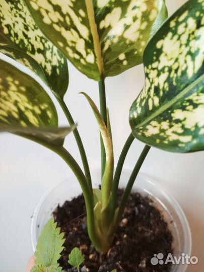 Аглаонема First Diamond детки